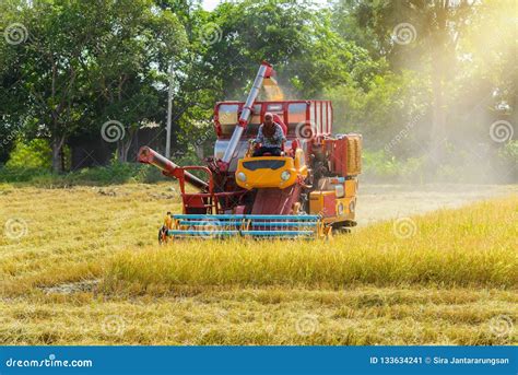 Combine Harvester Working On Rice Field Harvesting Is The Process Of