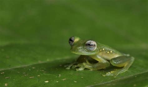 Here are our frogs for sale. Glass frogs use their legs, and "edge diffusion", to ...