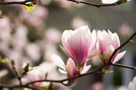 Free Images Nature Branch Blossom Petal Spring Botany Closeup