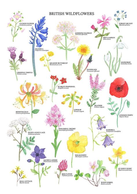 British Wildflowers Print Wildflower Art Poster Etsy Uk Fleurs