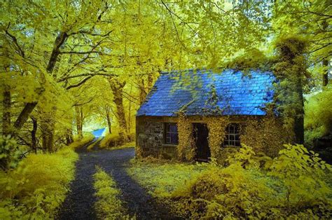 Wallpaper Free Download Me Forest Of Ireland Pictures