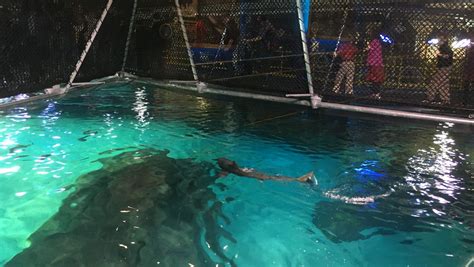Shark Bridge In Camden Gives Aquarium Visitors A Unique Thrill