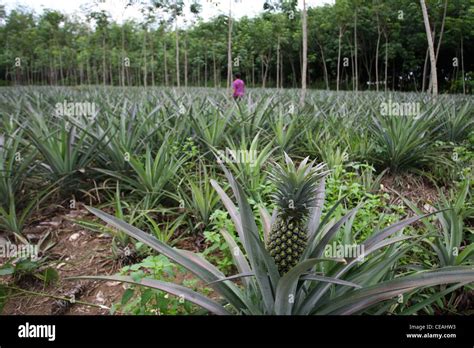 Pineapple Plantation In Phuket Thailand Stock Photo Alamy