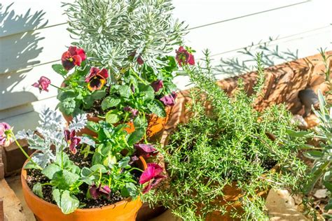 Create A Winter Container Garden Hgtv