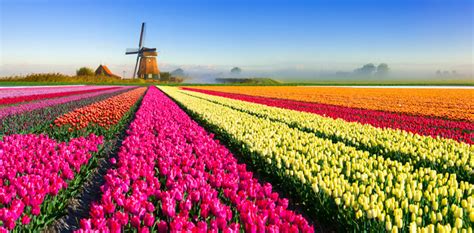 Tulip Season In Holland Slow Tours