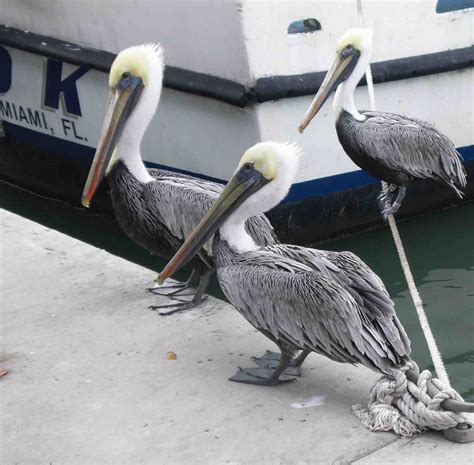 A Miami Brits Blog Miami And South Florida Pelicans In The Wild At