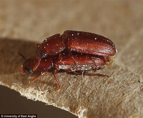 bisexual beetles don t actually prefer same sex insects daily mail online