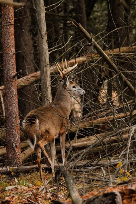 Whitetail Deer Buck During The Rut Stock Image Image Of Sport Forest