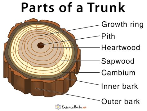 What Are The Parts Of A Tree Trunk And Their Functions Design Talk