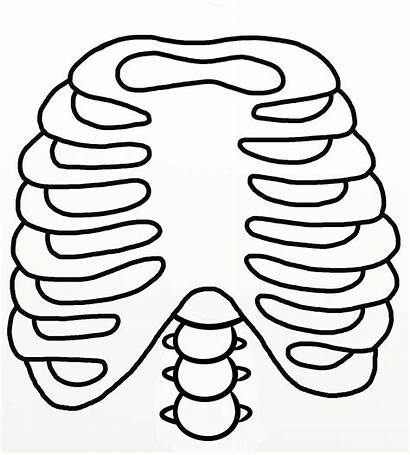 Rib Ribs Drawing Cage Outline Drawings Template