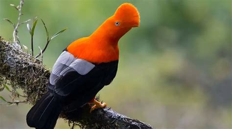 The National Bird Of Peru Journey Machu Picchu