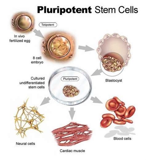 Embryonic Stem Cells — Science Learning Hub