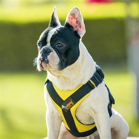 Get quality dog harnesses for many purposes: Pin by OndoingPetProductCompany on dog harnesses | Dog ...