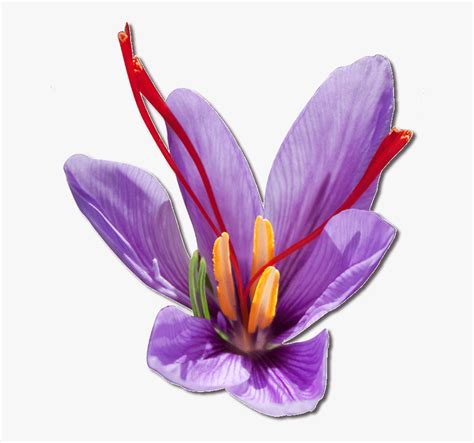 Purple Saffron Flower Saffron Flower Transparent