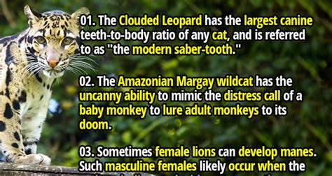 24 Feral Facts About The Worlds Top Wild Cats Fact Republic