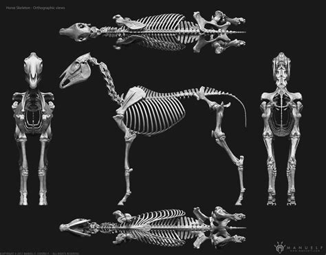 Artstation 3d Horse Skeleton Manuel F Cedeño Horse Anatomy