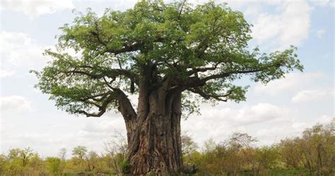 Africa Tree Guide Trees In Kruger National Park