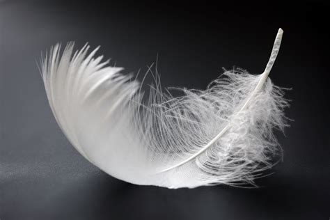 Gravity White Feathers White Feather Tattoos Feather Photography