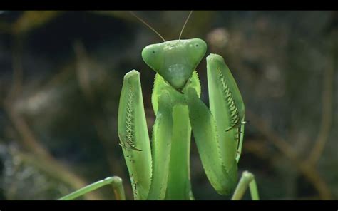 Hello and welcome to the praying mantis! mantids in rainforest - Praying Mantises Wallpaper ...