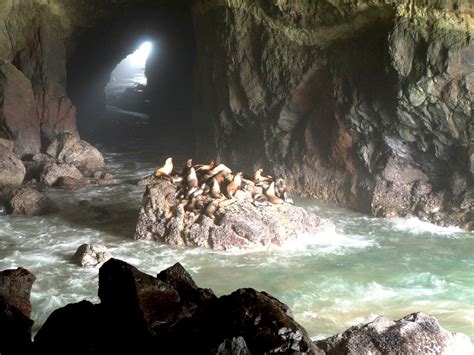 Oregon Sea Lion Caves Pitstops For Kids