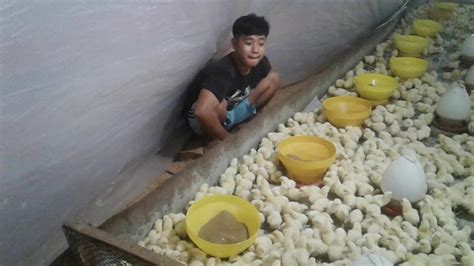 Maybe you would like to learn more about one of these? Ayam potong baru umur 1 hari 😄 - YouTube