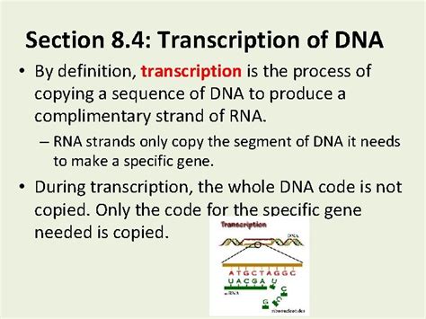 Dna and proteins from dna to proteins review (from bj): Chapter 8 From Dna To Protins : Chapter 8 From Dna To Protein R E C H S Biology : The process in ...