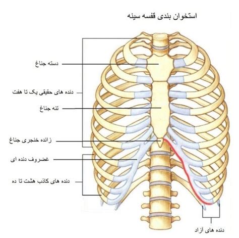 قفسه سینه آناتومی قفسه سینه و عضلات سینه مجله تخصصی فیت بادی