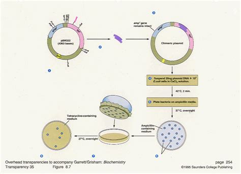 Cloning Basics