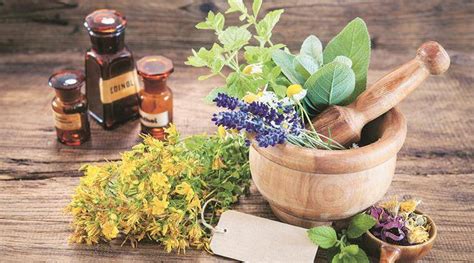 Diet diary: The immense power of medicinal plants ...