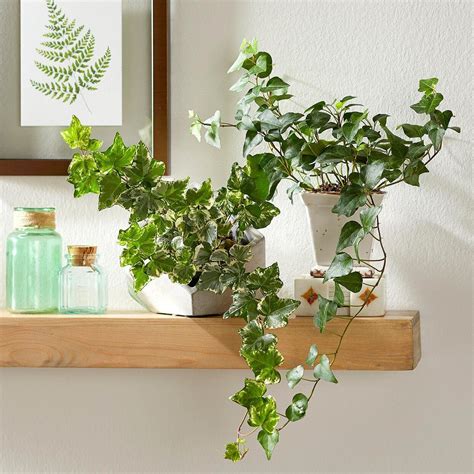English Ivy Plants Floating Shelf 394600cb In 2020 Ivy Plant Indoor