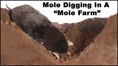Watch A Mole Dig Tunnels In The Mole Farm Live Trapping Moles