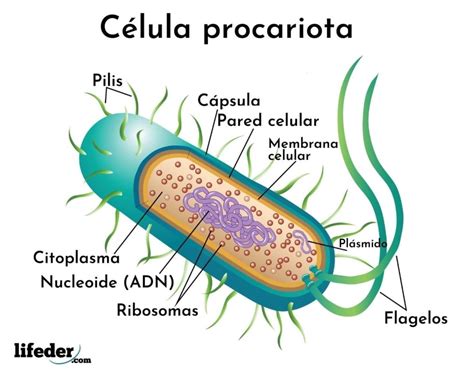 Célula Bacteriana Qué Es Características Estructura Partes