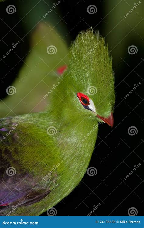 Knysna Lourie Stock Photo Image Of Detail Bird Feather 24136536