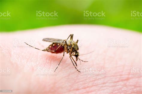 Dangerous Zika Infected Culex Mosquito Bite Leishmaniasis Encephalitis