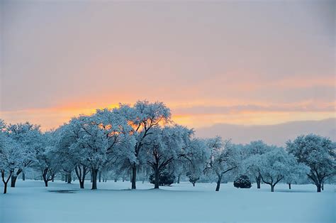 Snow Covered Trees At Sunset Photograph By Nancy Newell