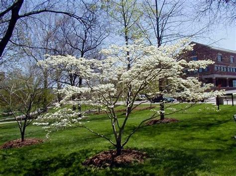 Find out more about your planting zone and how to make the most of your gardening experience. Cornus Florida - Dogwood tree April -may white blooms zone ...