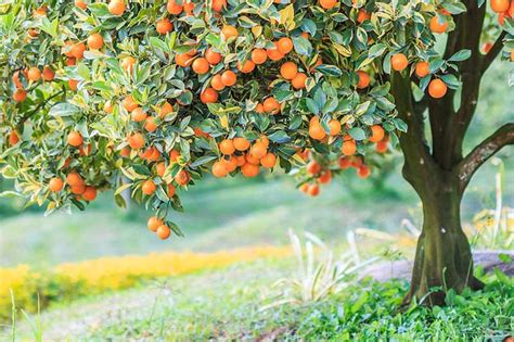 Fruit Tree Spacing How Far Apart To Plant Gardeners Path