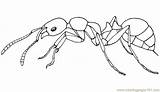 Ants Coloring Pages Printable Color Coloringpages101 Insects sketch template
