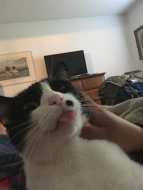 The Best Blep I Have Ever Seen From My Cat Rblep