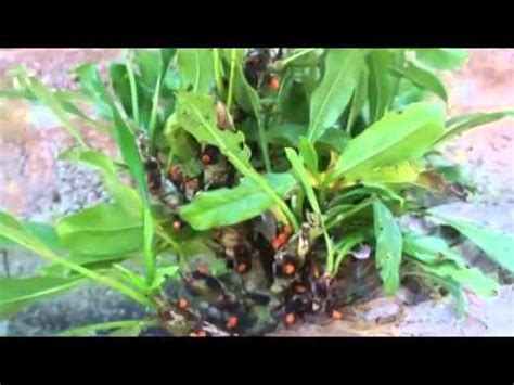 Sarang semut adalah istilah indonesia untuk menyebut genus myrmecodia, suatu genus tanaman mirmekofita epifit yang berasal dari asia tenggara dan kepulauan besar yang terbentang sampai queensland, australia. JENIS JENIS TANAMAN SARANG SEMUT - YouTube