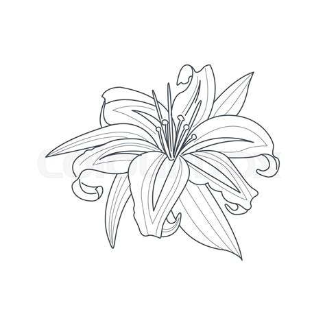 Lily Flower Monochrome Drawing For Coloring Book Stock Vector Colourbox