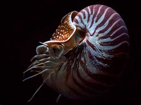 Chambered Nautilus Online Learning Center Aquarium Of The Pacific