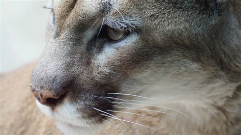 10 Remarkable Facts About Mountain Lions Survival Life