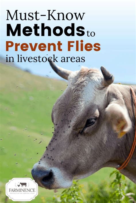 best fly control methods for livestock areas farminence fly control livestock get rid of flies