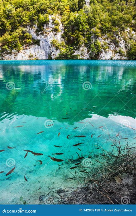 A Fish Swims Near The Shore Of The Lake With Crystal Clear Turquoise