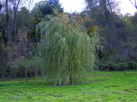 For a larger view click on the thumbnail. Salix alba 'Tristis' | Braun Nursery