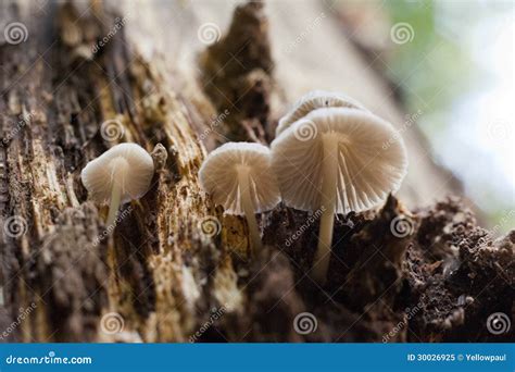 Group Of White Mushrooms Growing On A Tree Trunk I Stock Image Image