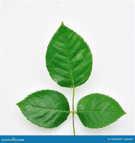 Rose Three Leaflet Leaves Stock Image Image Of Real 142063235