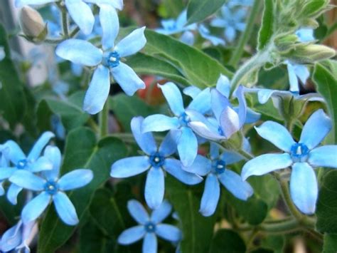 Oxypetalum Coeruleum Tweedia Sky Blue