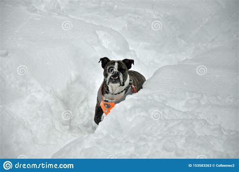 Bulldog In Snow Stock Image Image Of Outside Bulldog 153583263